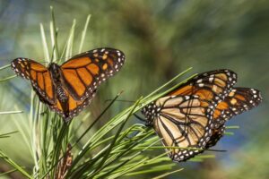 La mariposa monarca es catalogada como especie en extinción