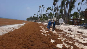 Cantidad récord de algas asfixia las costas del Caribe