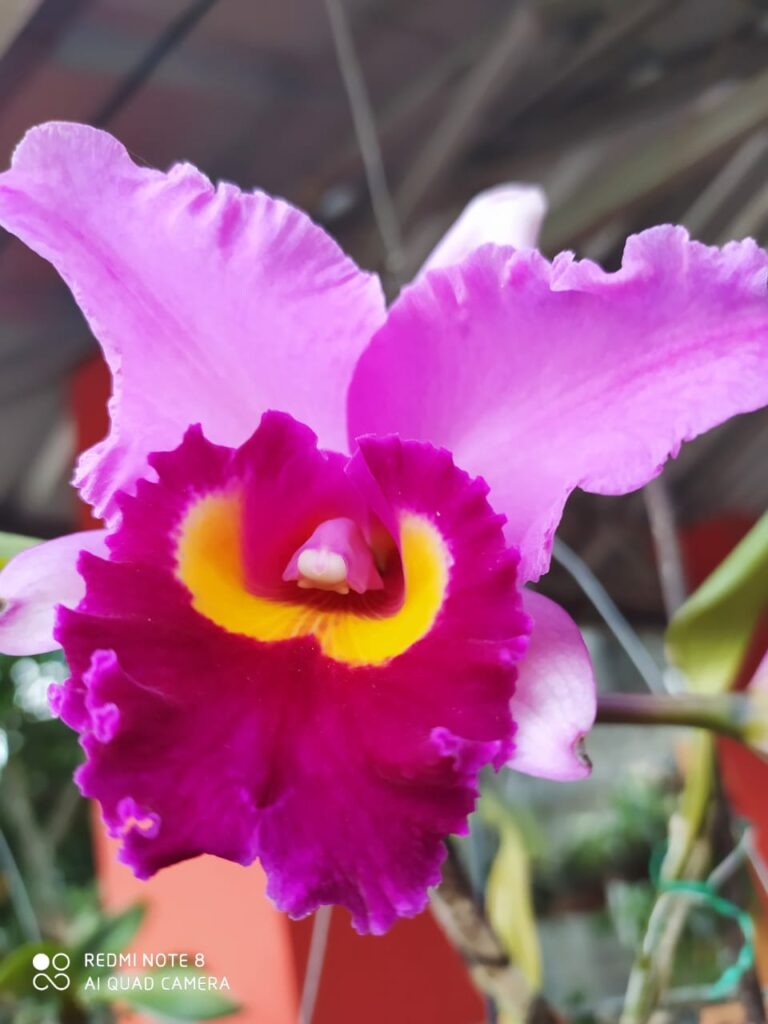 Cattleya, también conocida como "la reina de las orquídeas"