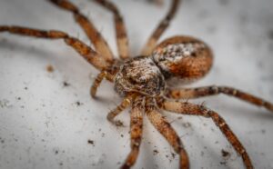 Salud Pública y Medio Ambiente descartan casos por mordeduras sean provocados por araña marrón