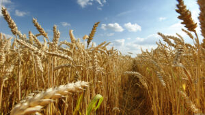 Rusia podría modificar su plan de suministro de grano al exterior