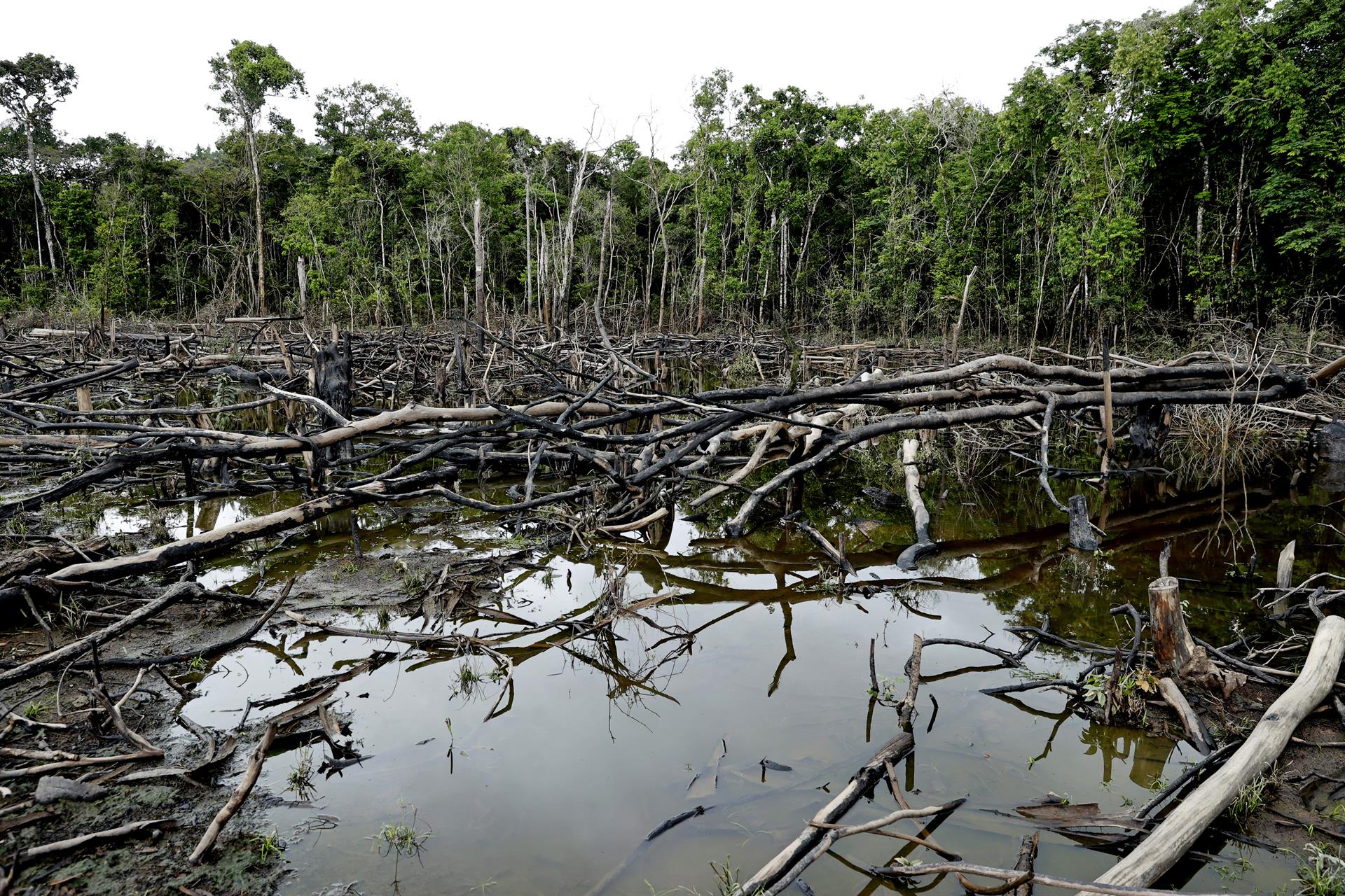 Proyectos alternativos protegen la selva colombiana de la deforestación