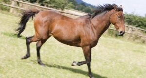 Senado aprueba proyecto que declara caballo de paso higueyano como raza equina nacional