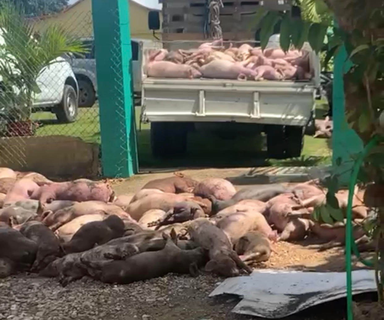 Familia de Higüey acusa a técnicos de Agricultura de robarle casi 300 cerdos