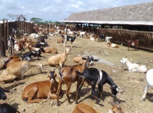 Criadores de chivos y vacas de Montecristi piden ley castigue a cuatreros 