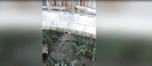 Mujer denuncia en su patio pasa rigola con heces fecales