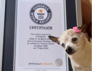 Muere Pebbles, la perra más vieja del mundo, según Guinness