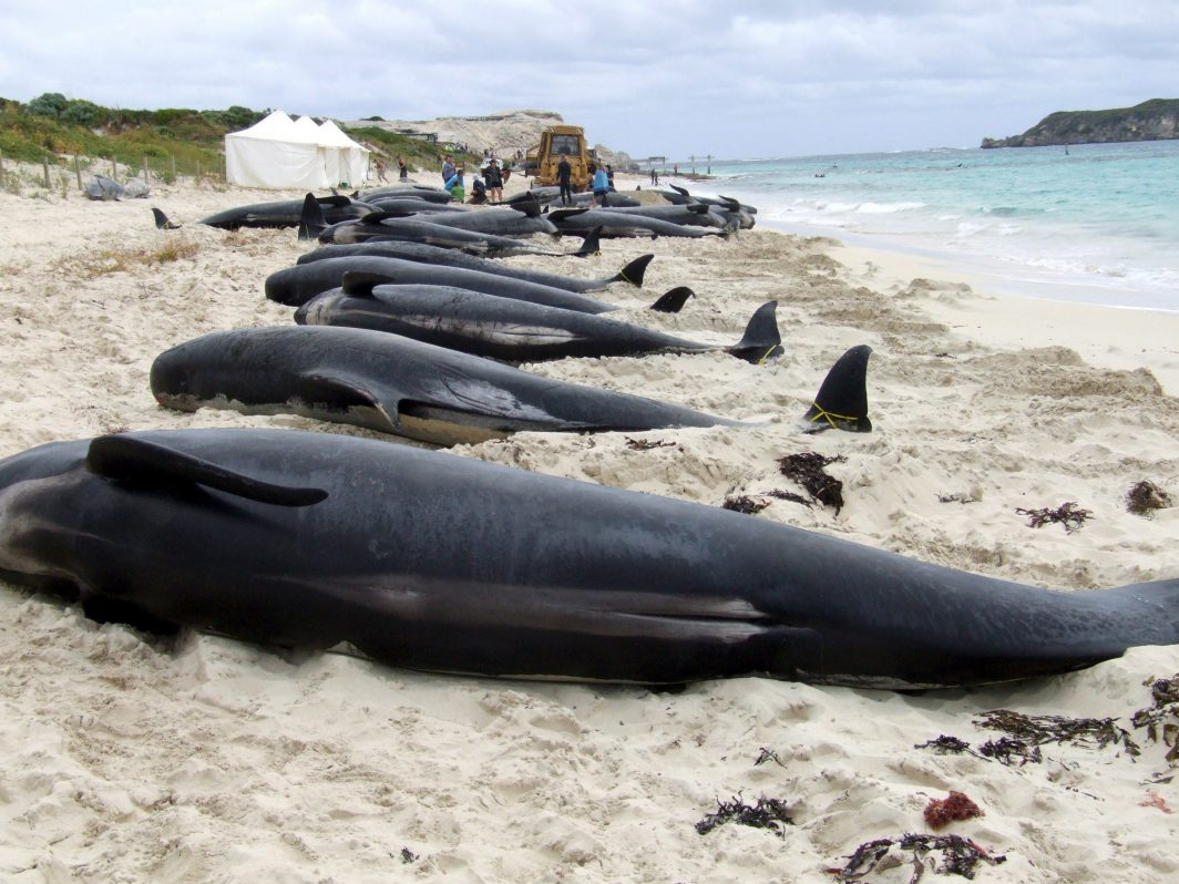 Mueren 240 ballenas piloto varadas en Nueva Zelanda
