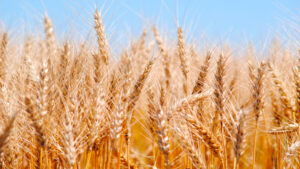 Precios del trigo suben tras suspender Rusia acuerdo de exportación de grano ucraniano