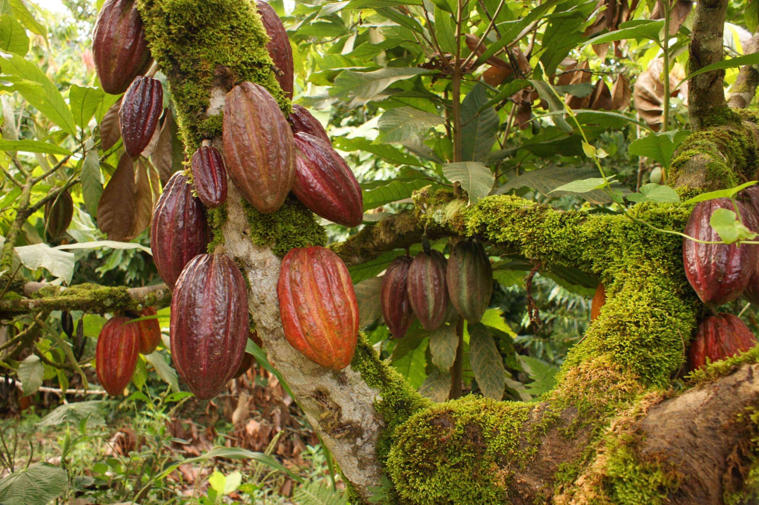 Celebran Día Nacional del Cacao en El Seibo