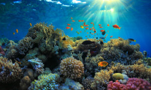 Defienden economía azul como vía de garantizar la sostenibilidad de océanos y arrecifes