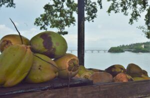 FEDA distribuirá a partir de enero 150 mil de coco en Samaná