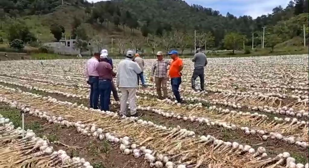 Productores de ajo de Constanza reclaman al gobierno pago de 500 millones de pesos