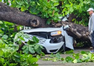 Hombre muere aplastado por árbol que cayó sobre su vehículo 