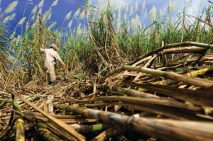EE.UU. prohíbe entrada de azúcar producida en Central Romana por trabajo forzoso