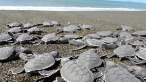 Hallan más de 150 tortugas muertas en playas del Pacífico de Panamá 