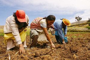 La FAO reúne a Latinoamérica y el Caribe para impulsar la agricultura familiar
