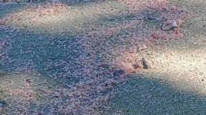 Investigan muerte masiva de camarones en playa Los Coquitos
