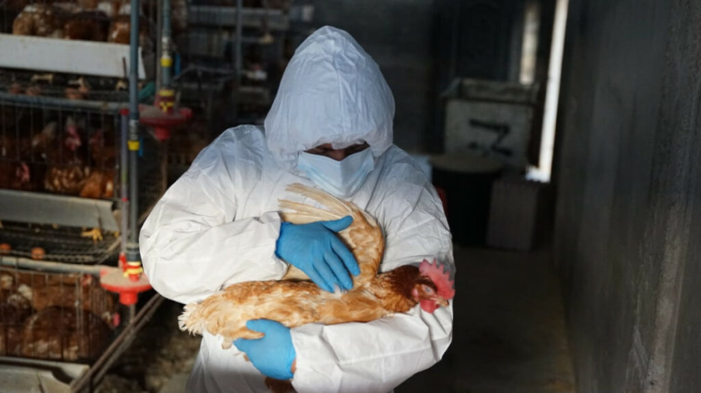 Ecuador: Hay 300, 000 aves contagiadas con influenza aviar