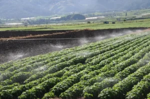 Medio Ambiente concretiza inicio de pago para productores Valle Nuevo