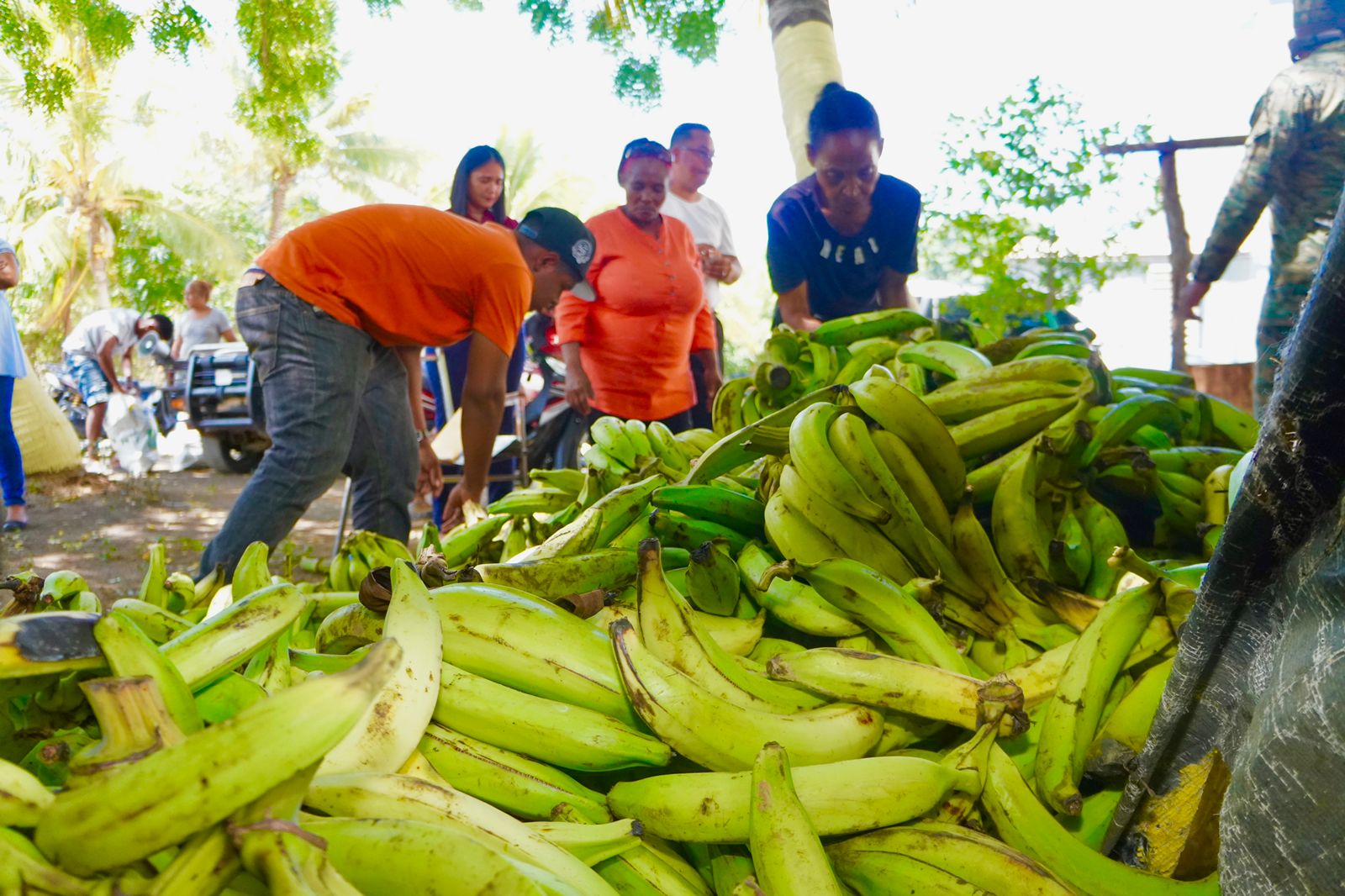 Director regional de Agricultura atribuye aumento del precio del plátano a fenómenos atmosféricos
