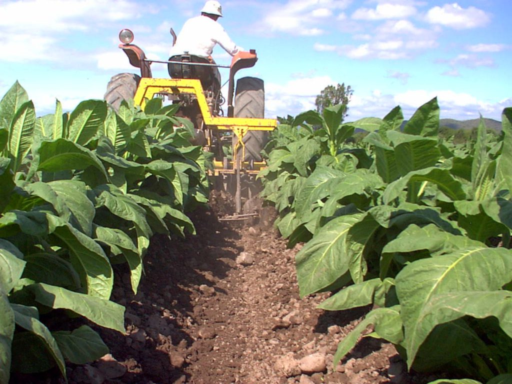 España: planta ilegal de tabaco explotaba a 10 ucranianos