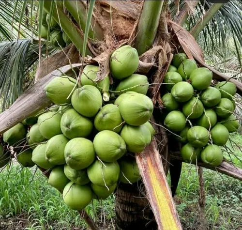 FEDA inicia relanzamiento del coco entregando 90 mil plantas