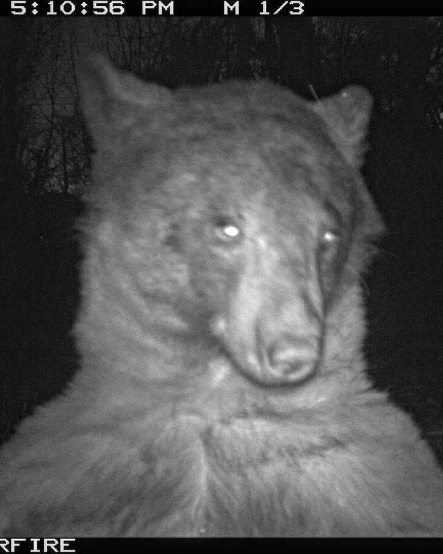 “Posando y sonriendo”: oso descubre cámara de vida silvestre y se toma más de 400 selfies