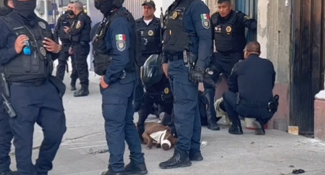 Detienen a perra por morder a policía en la Ciudad de México