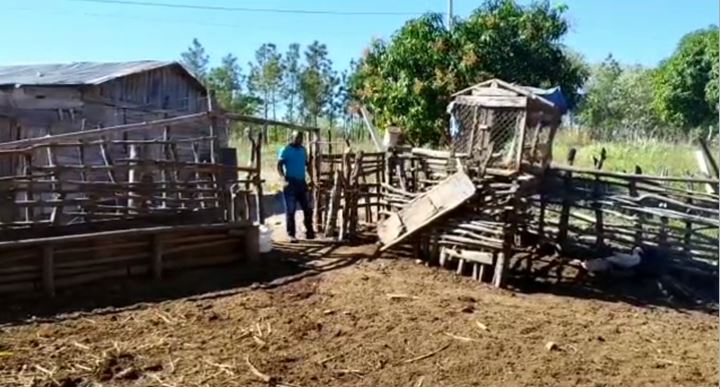 Cuatreros envenenan perros y gatos a campesino para robarle ganado en Dajabón