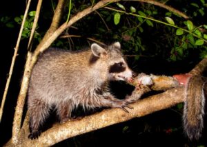  ¿Cómo llegaron los mapaches a República Dominicana? 