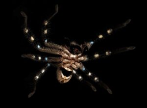 Descubren tres nuevas arañas que son expertas en camuflaje y muy combativas 