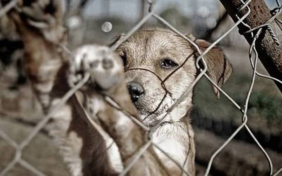 Seis años de prisión a los dueños de una tienda de mascotas por maltrato animal