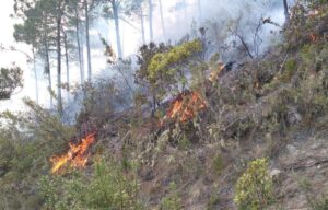 Incendios forestales en Valle Nuevo han disminuido