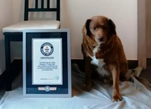 Un perro con 30 años fue reconocido como el más viejo del mundo por el Record Guiness