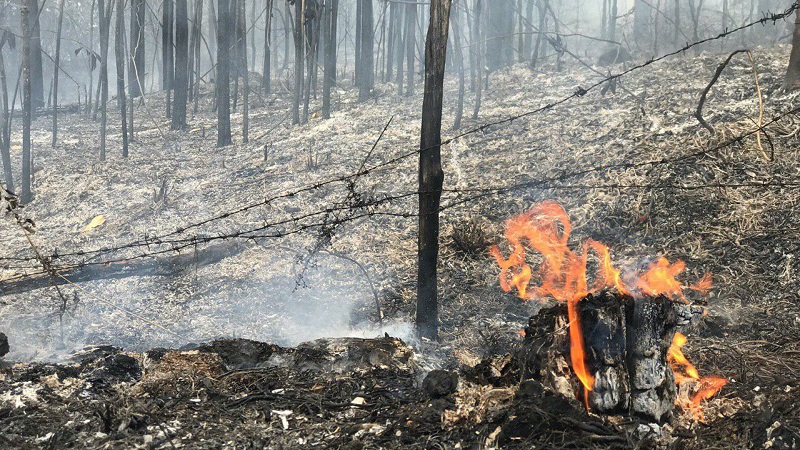 Usuarios de Twitter denuncian quema de árboles en los Alcarrizos