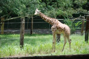Gobierno de Puerto Rico ordena el cierre del único zoológico existente en la isla 