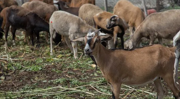 ASOAGROPPLA denuncia invasión de terrenos usados para proyectos tilapia, ovino-caprino