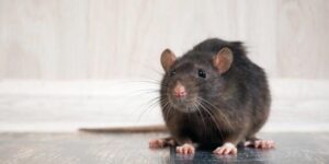 Plaga de ratas afecta a comerciantes del mercado fronterizo de Dajabón