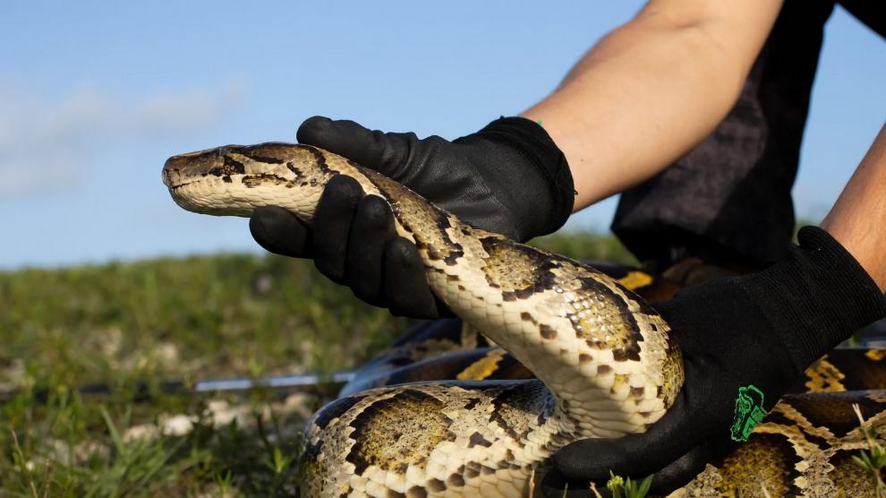 Detienen a un hombre en Miami por decapitar de un mordisco a una serpiente