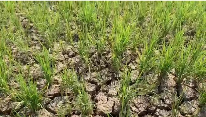 Falta de suministro de agua pone en riesgo miles de tareas de arroz en Pimentel