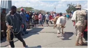 Cuatreros no dan tregua en la frontera; roban ganado completo en Dajabón