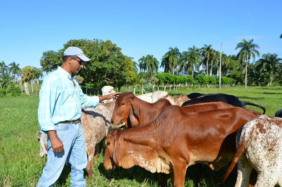 Proyecto de mejoramiento de ganadería califica positivo discurso del presidente Abinader