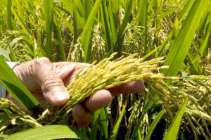 Falta de suministro de agua pone en riesgo miles de tareas de arroz en Pimentel