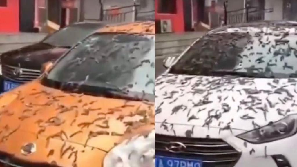 "Lluvia de gusanos” en China, las impactantes imágenes se viralizaron en redes sociales