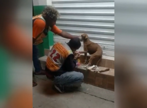 Hombre cura la pata de un perrito callejero y se hace viral  