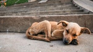 UASD pide se investiguen denuncias de envenenamiento de perros en la Sede