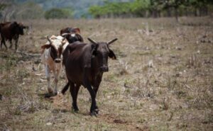 Campesinos de El Seibo aseguran siembra y ganado podrían perder por sequía