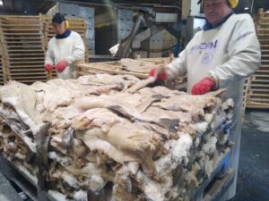 Bacalao Noruego: conoce el proceso de preparación y exportación