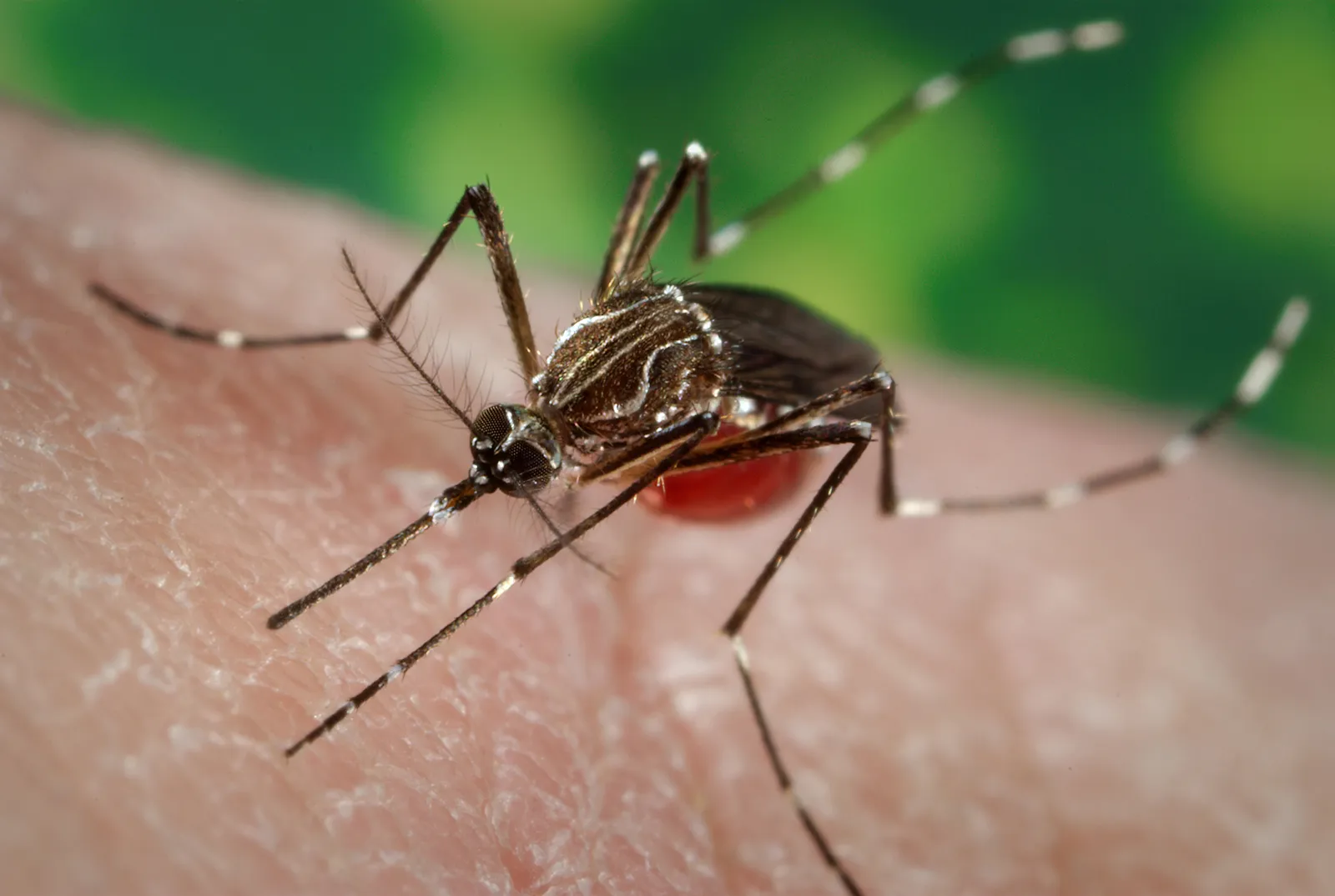 Salud Pública alerta por propagación de chikungunya en RD